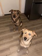 2 lieve honden zoeken een gouden mand, Dieren en Toebehoren, Particulier, Rabiës (hondsdolheid), Buitenland, Meerdere