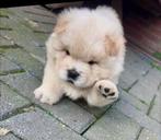 (Nog maar 2...) Prachtige raszuivere Chow Chow pups, Dieren en Toebehoren, Rabiës (hondsdolheid), Overige rassen, 8 tot 15 weken