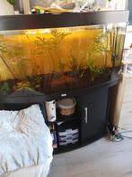 Juwel aquarium met onderstel, Ophalen of Verzenden, Zo goed als nieuw, Gevuld zoetwateraquarium