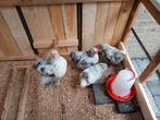 Gratis 4 cochin kriel haantjes, Dieren en Toebehoren, Pluimvee, Mannelijk, Kip