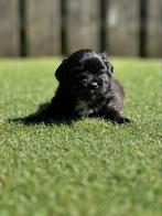 De leukste/liefste boomerpups, Rabiës (hondsdolheid), 8 tot 15 weken, Eén hond, Nederland