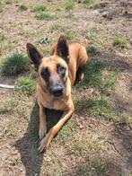 Met spoed goed huisje gezocht voor onze Molly, Dieren en Toebehoren, Honden | Herdershonden en Veedrijvers, België, Particulier