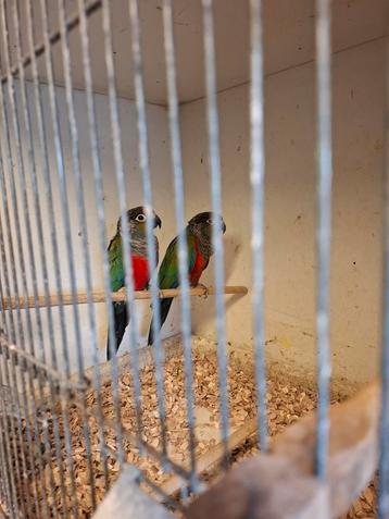 Koppel pyrrhura perlata met dna  beschikbaar voor biedingen