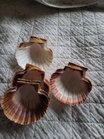 12 Sint Jacobsschelpen en 1 abalone schelp, Ophalen of Verzenden, Nieuw, Overige kleuren, Overige materialen