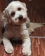 Gastgezin gezocht voor labradoodle reu omg otterlo, Dieren en Toebehoren, Rabiës (hondsdolheid), 15 weken tot 1 jaar, Reu, Eén hond