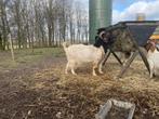 Boerbok eventueel ook jonge geitjes te koop, Mannelijk, Geit