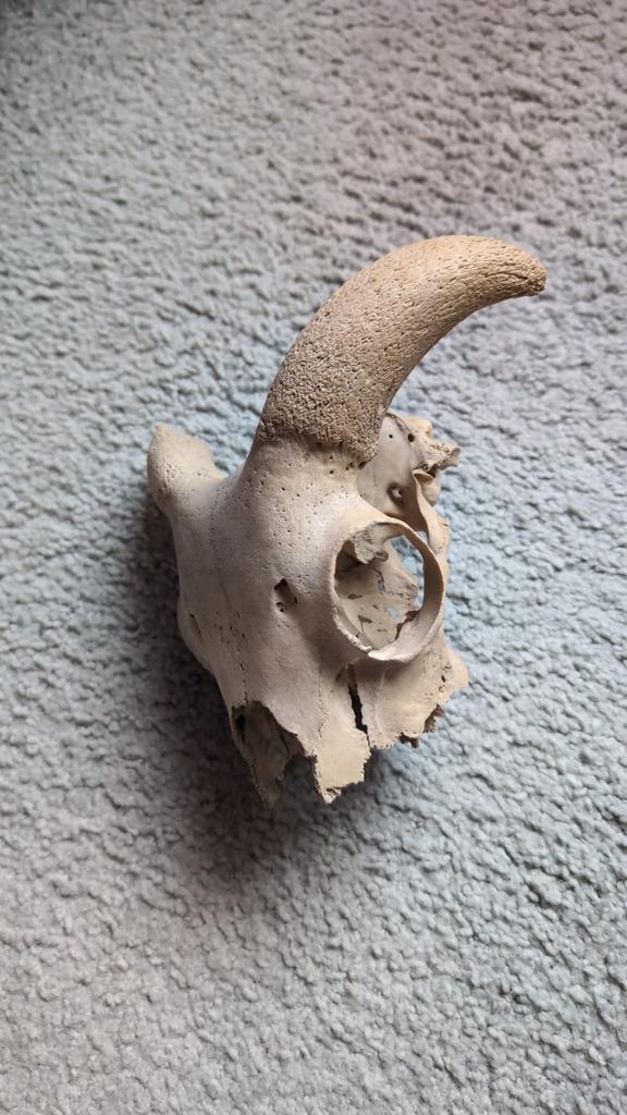 Geitenschedel, Antiek en Kunst, Curiosa en Brocante, Ophalen of Verzenden