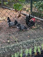 Chabo zwart wit gepareld, Dieren en Toebehoren, Pluimvee, Meerdere dieren, Kip