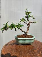 carmona bonsai, Ophalen, Bloeit niet, Halfschaduw, Overige soorten