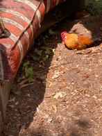 Prachtige kippen en hanen, Dieren en Toebehoren, Pluimvee, Meerdere dieren, Kip