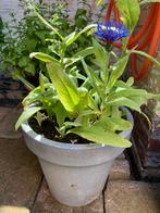 ==SCHITTEREND== Korenbloem in pot 55 cm, Overige soorten, Volle zon, Vaste plant, Ophalen of Verzenden