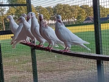 Cumulet hoogvliegers, vliegduiven, geringd beschikbaar voor biedingen