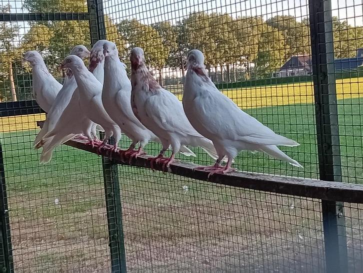 Cumulet hoogvliegers, vliegduiven, geringd, Dieren en Toebehoren, Vogels | Duiven, Overige soorten, Meerdere dieren