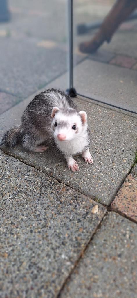 Twee fretten, Dieren en Toebehoren, Knaagdieren, Vrouwelijk, Fret, Maart