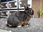 Kleurdwerg dwergkonijn, Mannelijk, Dwerg, 0 tot 2 jaar