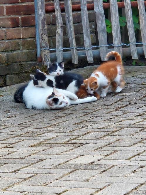 Heel mooie kittens te koop, uit eerste nestje, Dieren en Toebehoren, Katten en Kittens | Overige Katten, Kortharig, Meerdere dieren