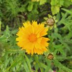 Coreopsis 'Early Sunrise' zaden, Ophalen of Verzenden