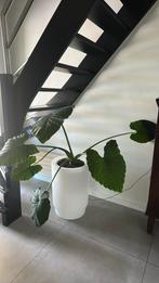 Mooie grote groene kamerplant alocasia +_120 cm hoog ex pot, Ophalen, Overige soorten, Minder dan 100 cm