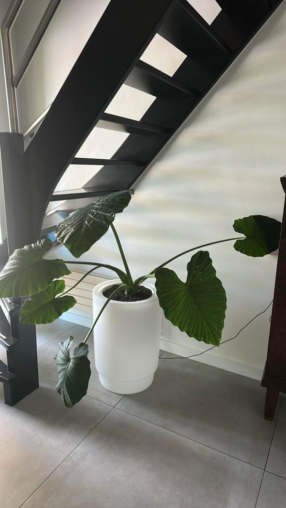 Mooie grote groene kamerplant alocasia +_120 cm hoog ex pot, Huis en Inrichting, Kamerplanten, Overige soorten, Minder dan 100 cm