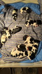 Friese Stabij pups, Dieren en Toebehoren, Rabiës (hondsdolheid), Overige rassen, 8 tot 15 weken, Meerdere