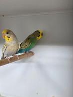 Koppel melanistic split fallow keer fallow, Meerdere dieren, Dwergpapegaai of Agapornis