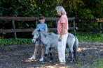 Paardencoaching voor volwassenen en kinderen, Gedragstraining