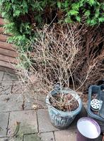 Dwerg sering te koop, Ophalen, Overige soorten, Volle zon