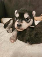 Mini Pomsky pups F3 te reserveren, Dieren en Toebehoren, Rabiës (hondsdolheid), 8 tot 15 weken, Meerdere, Meerdere dieren