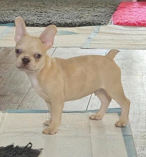 🥰 prachtige gezonde franse bulldog pups, ouders gekeurd🥰, Dieren en Toebehoren, Honden | Bulldogs, Pinschers en Molossers, Meerdere dieren