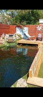 Vijver ruilen, Karper of Koi