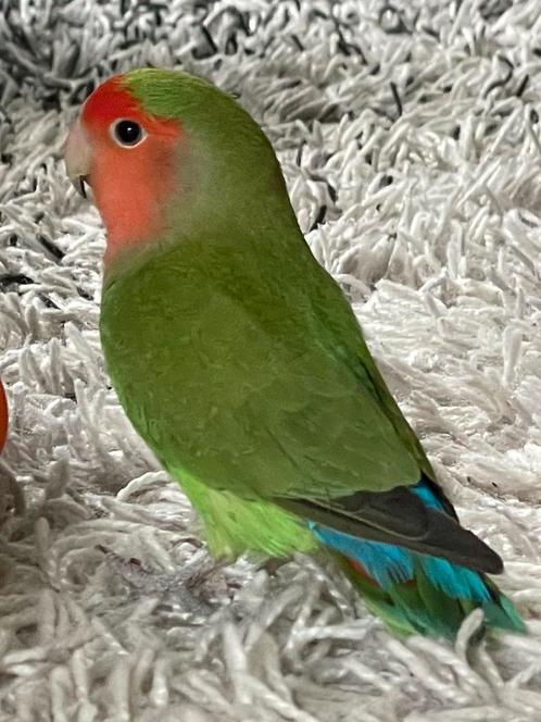 Lieve Jonge Gezonde Agapornis Dwergpapegaai Eventueel met ko, Dieren en Toebehoren, Vogels | Parkieten en Papegaaien, Dwergpapegaai of Agapornis