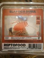 8 volwassenen mannelijke dubia's, Ophalen