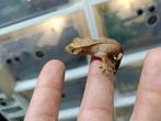 0.0.1 wimpergekko 7-6-24, Dieren en Toebehoren, Reptielen en Amfibieën, Hagedis