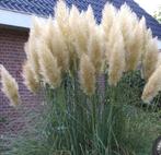 GEVRAAGD pampasgras pluimen, Tuin en Terras, Planten | Tuinplanten, Ophalen, Zomer, Volle zon