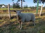 Rouge ram, Dieren en Toebehoren, Schapen, Geiten en Varkens, Mannelijk, Schaap