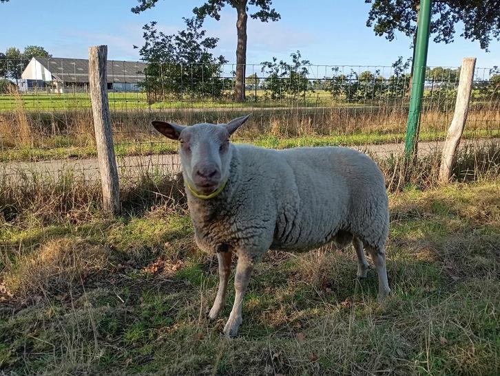 Rouge ram, Dieren en Toebehoren, Schapen, Geiten en Varkens, Schaap, Mannelijk