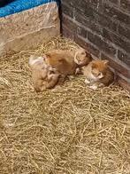 Stalkittens, Dieren en Toebehoren, Katten en Kittens | Raskatten | Korthaar, Kater
