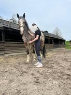 Bijrijder aangeboden, Dieren en Toebehoren, Ophalen