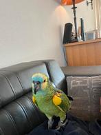 Amazone papegaai, Dieren en Toebehoren, Vogels | Parkieten en Papegaaien, Geslacht onbekend, Papegaai