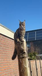 Laatste x Maine coon katertje, Dieren en Toebehoren, Katten en Kittens | Raskatten | Langhaar, Kater, Ontwormd, 0 tot 2 jaar