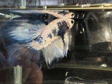 Betta splendens blue panda halfmoon beschikbaar voor biedingen