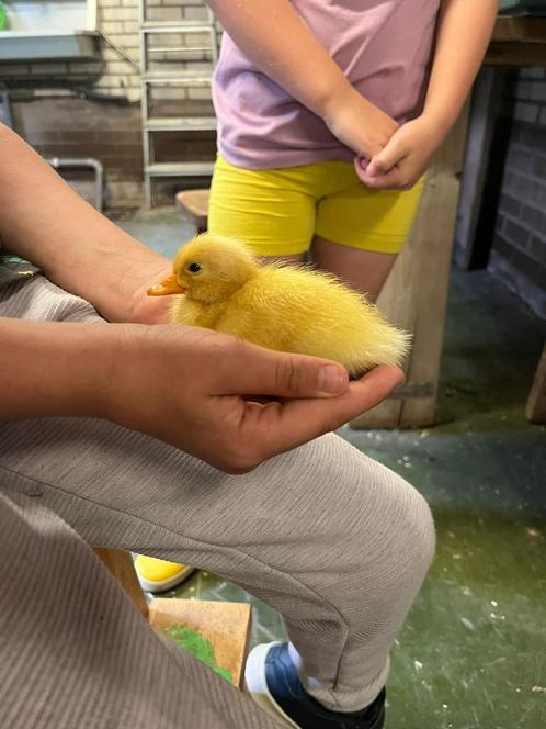 Leuke loopeend pullen, Dieren en Toebehoren, Pluimvee, Eend, Geslacht onbekend
