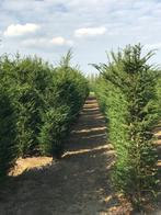 Taxus baccata, Ophalen, Taxus, 100 tot 250 cm