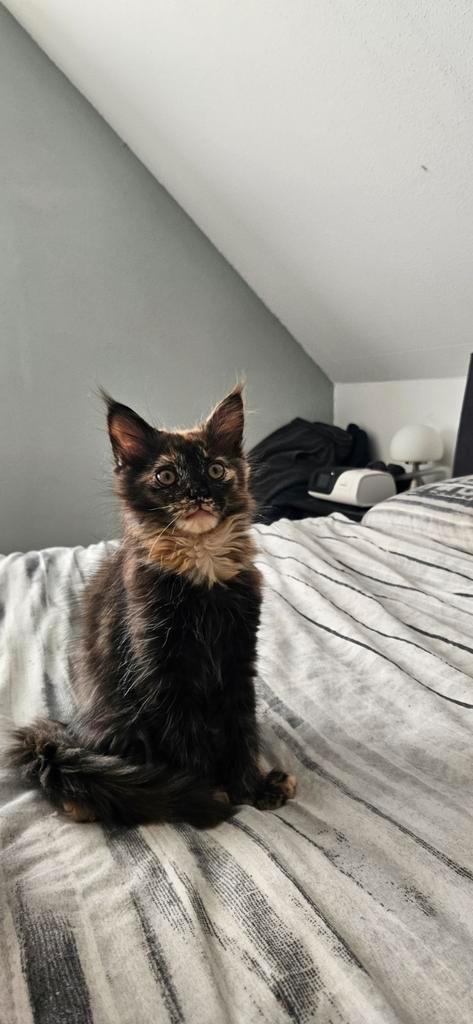 Maincoon kittens, Dieren en Toebehoren, Katten en Kittens | Raskatten | Langhaar, Gechipt, Ontwormd