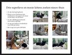 Drie mooie en lieve kittens zoeken een nieuw thuis, Dieren en Toebehoren, Katten en Kittens | Raskatten | Korthaar