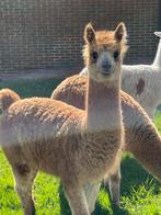 Jonge alpaca’s, Dieren en Toebehoren, Overige Dieren, Juni, Vrouwelijk