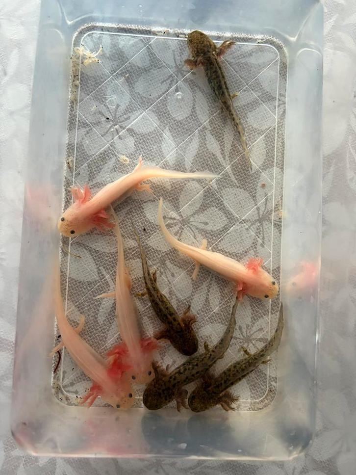 Verschillende baby axolotls, Dieren en Toebehoren, Reptielen en Amfibieën, Amfibie, 0 tot 2 jaar