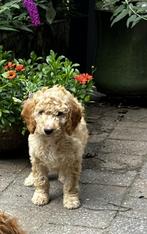 Maltipoo X Labradoodle (medium), Dieren en Toebehoren, Honden | Chihuahua's en Gezelschapshonden, CDV (hondenziekte), 8 tot 15 weken