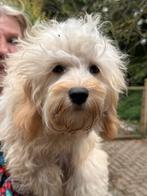 Laatste kleine Doodle puber pups ! Geschikt bij allergie, Dieren en Toebehoren, Honden | Chihuahua's en Gezelschapshonden, Poedel