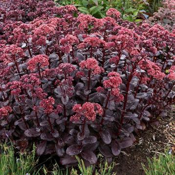 Sedum 'José Aubergine' paarsbladig roze bloei - bijenplant beschikbaar voor biedingen